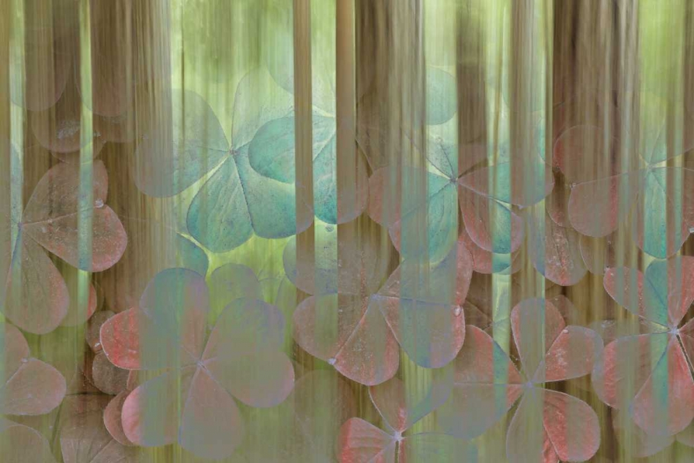 Washington, Seabeck Collage of oxalis and trees art print by Don Paulson for $57.95 CAD