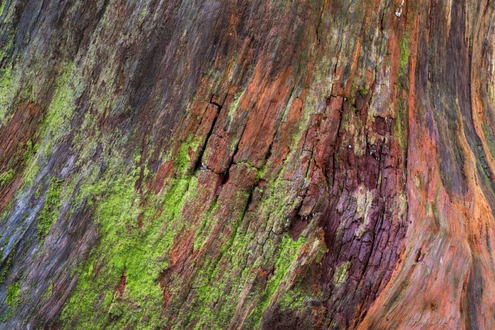 Washington, Olympic NP Rotten stump with moss art print by Don Paulson for $57.95 CAD
