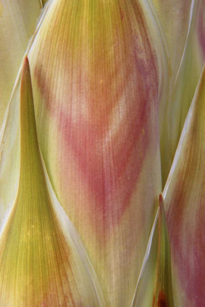 Washington State, Seabeck Flower petals art print by Don Paulson for $57.95 CAD