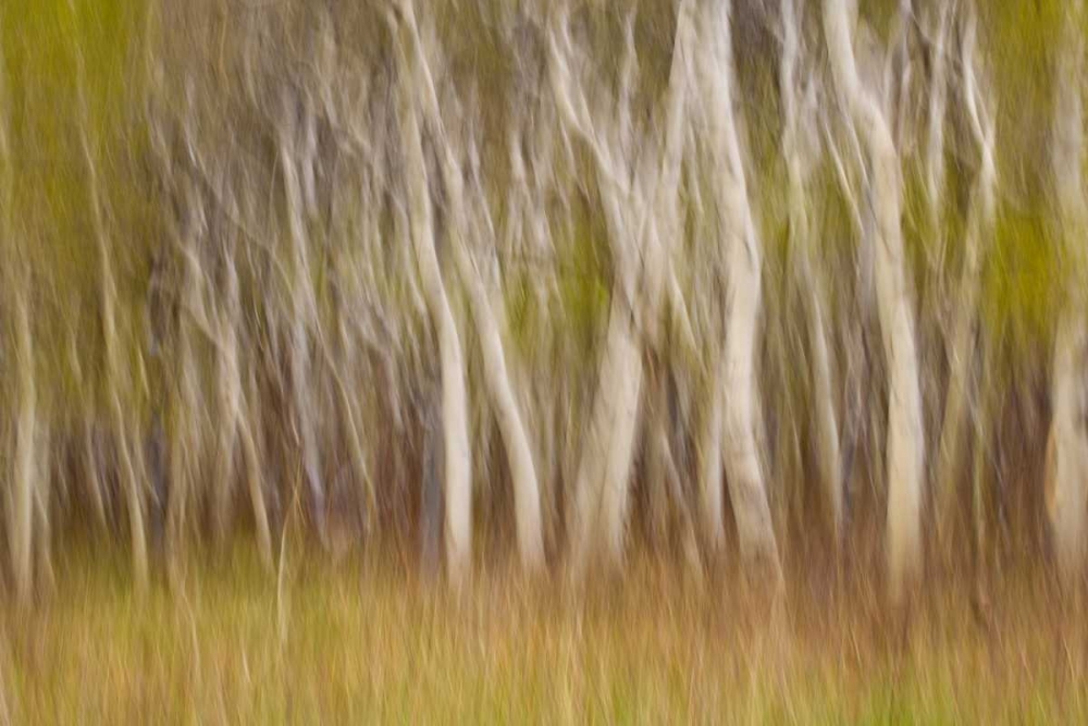 USA, Montana Aspen forest abstract art print by Don Paulson for $57.95 CAD