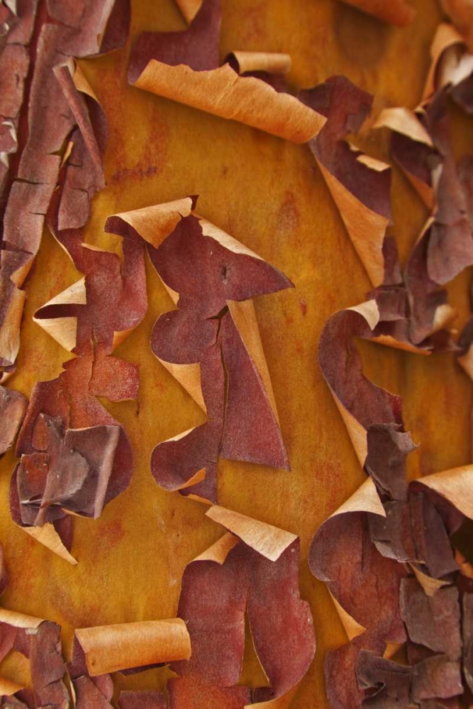 Washington Detail of Pacific madrona tree bark art print by Don Paulson for $57.95 CAD
