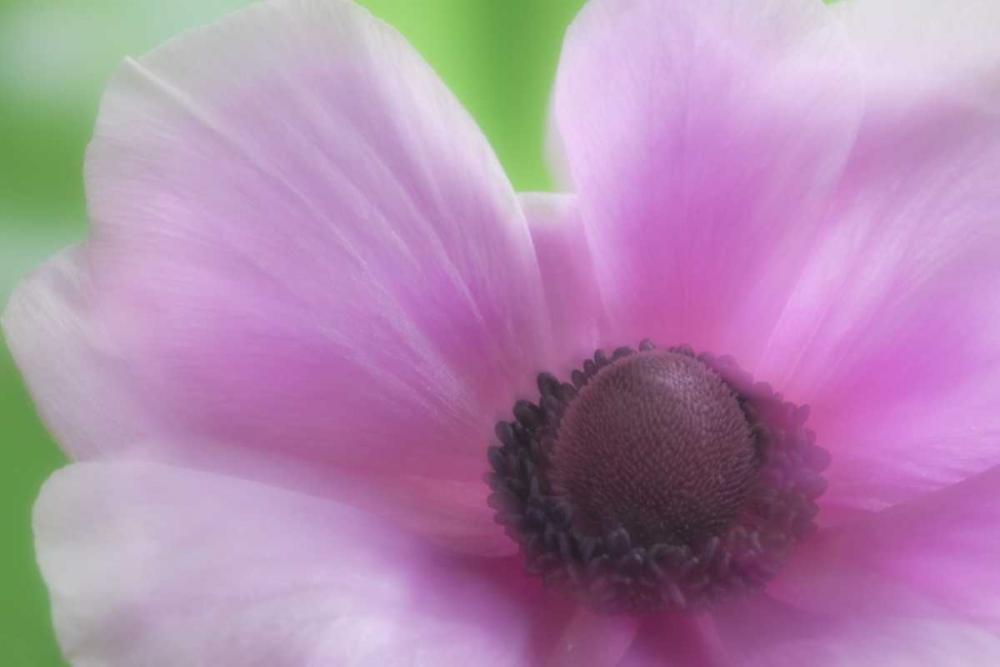 Washington, Seabeck Garden Flower Anemone art print by Don Paulson for $57.95 CAD