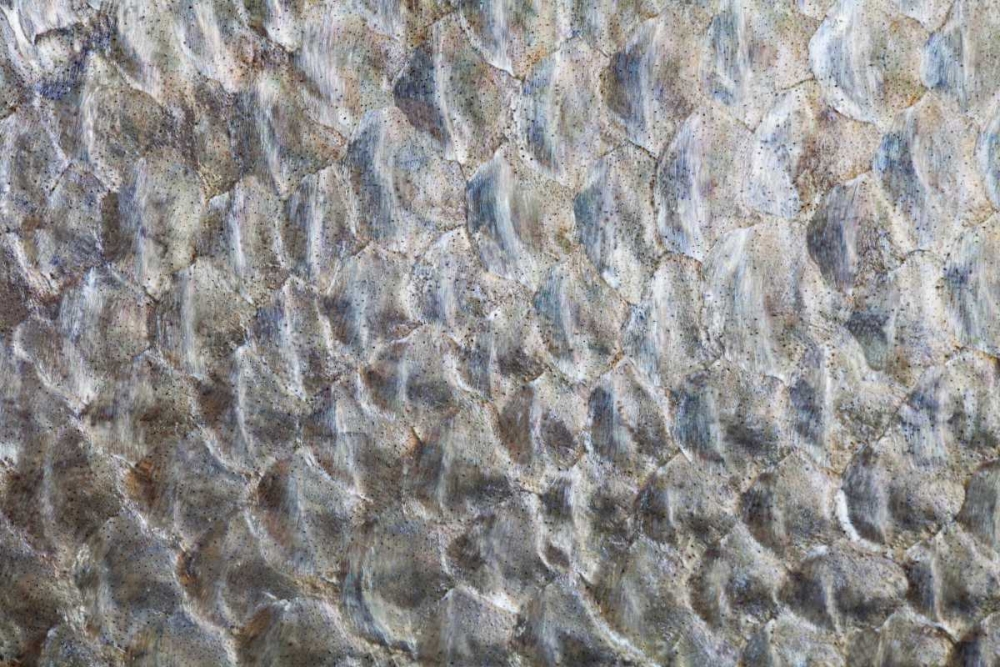 USA, Washington Detail abstract of fish scales art print by Don Paulson for $57.95 CAD