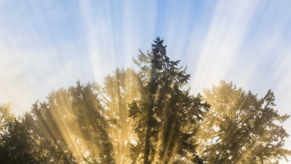 Washington, Seabeck Sun rays through fir trees art print by Don Paulson for $57.95 CAD