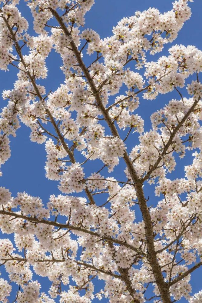 Washington, Seabeck Cherry tree blossoms art print by Don Paulson for $57.95 CAD