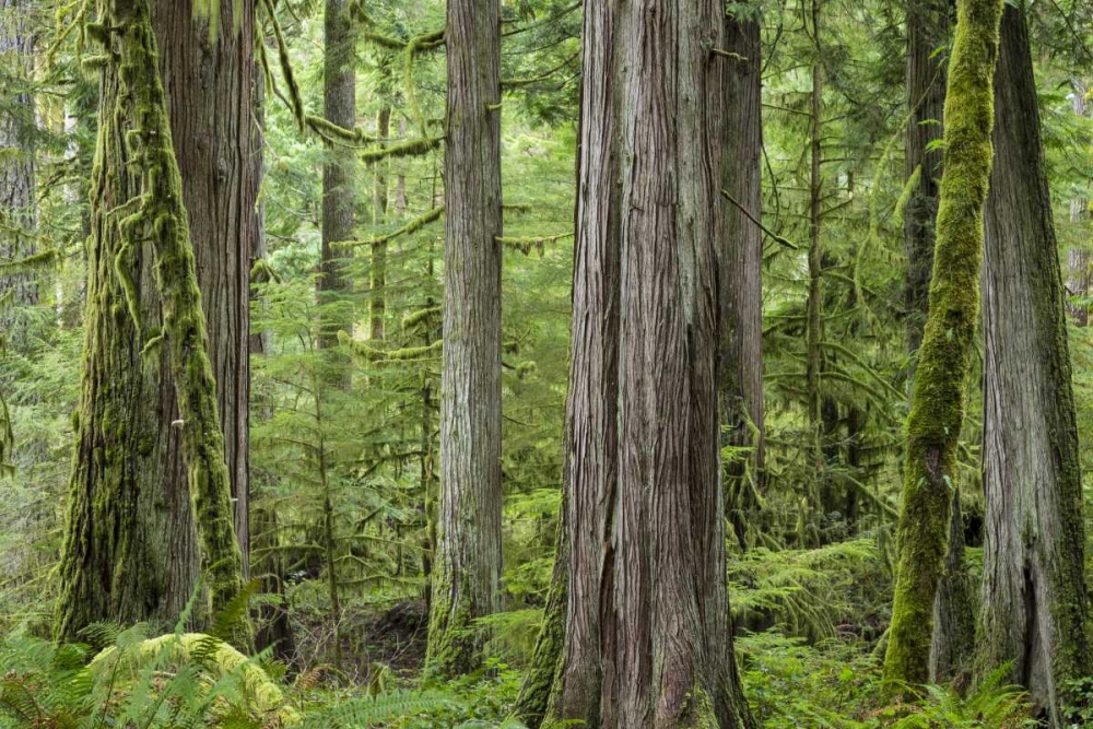 Washington, Olympic NP Barnes Creek Trail forest art print by Don Paulson for $57.95 CAD