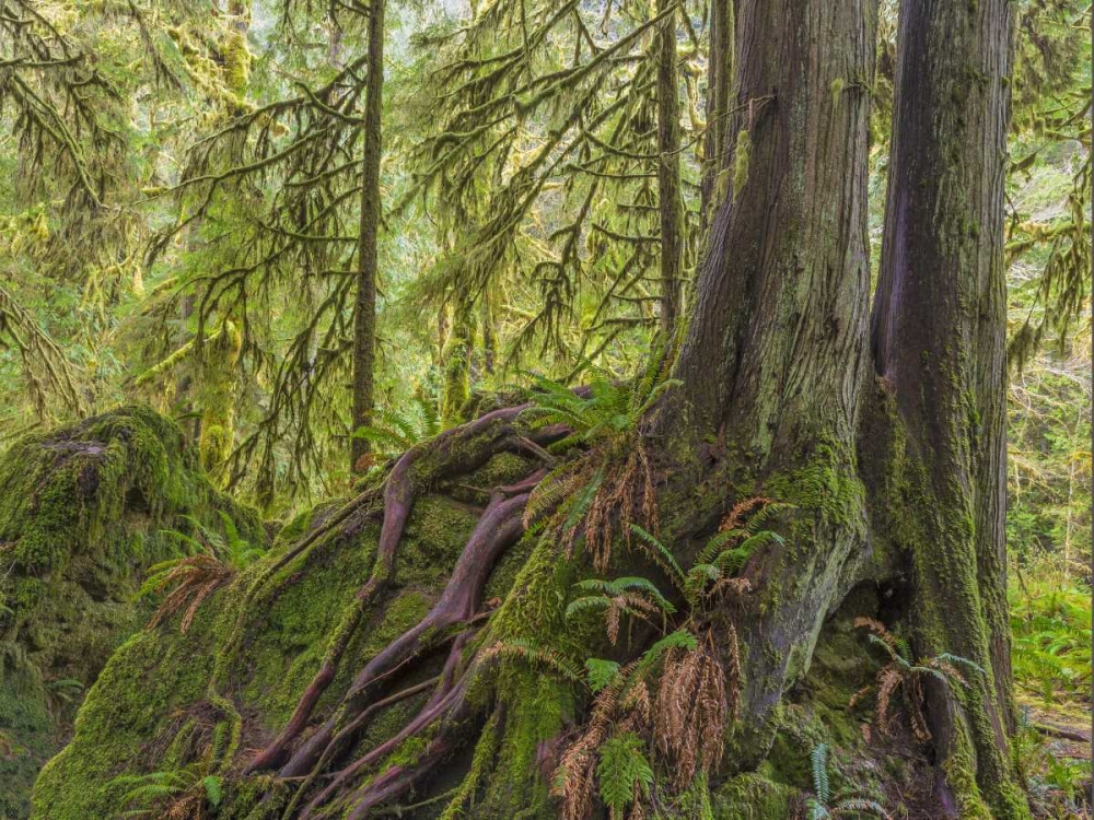 WA, Olympic NP Western red cedar on boulder art print by Don Paulson for $57.95 CAD