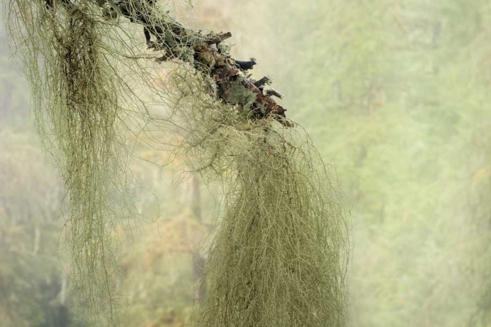 WA, Seabeck Methuselahs beard lichen on tree art print by Don Paulson for $57.95 CAD