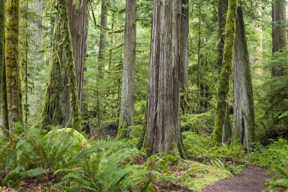 Washington, Olympic NP Barnes Creek Trail forest art print by Don Paulson for $57.95 CAD