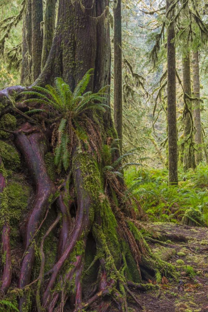 WA, Olympic NP Western red cedar on boulder art print by Don Paulson for $57.95 CAD