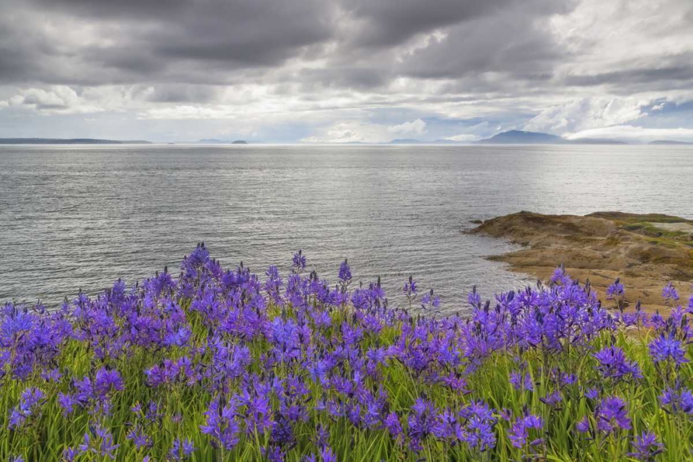 Washington Camas blooms on Sucia Island art print by Don Paulson for $57.95 CAD