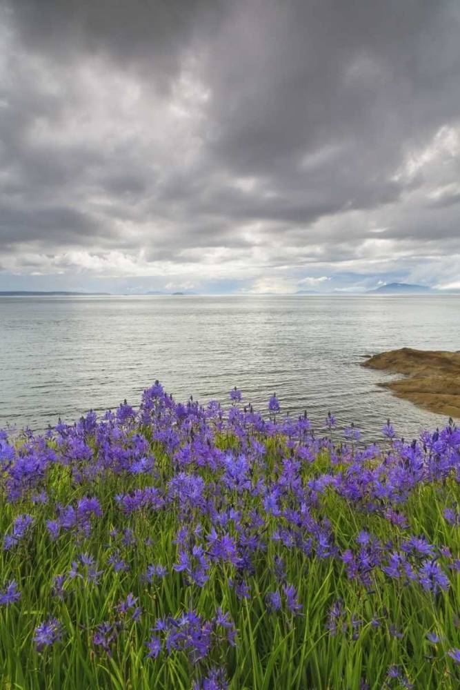 Washington Camas blooms on Sucia Island art print by Don Paulson for $57.95 CAD
