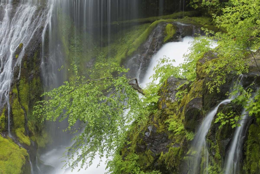 Washington Spring Panther Creek Waterfall art print by Don Paulson for $57.95 CAD