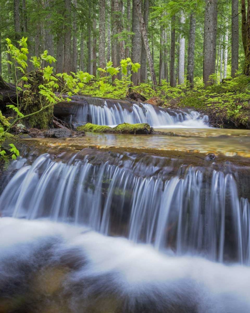 WA, Gifford Pinchot NF Waterfall and forest art print by Don Paulson for $57.95 CAD