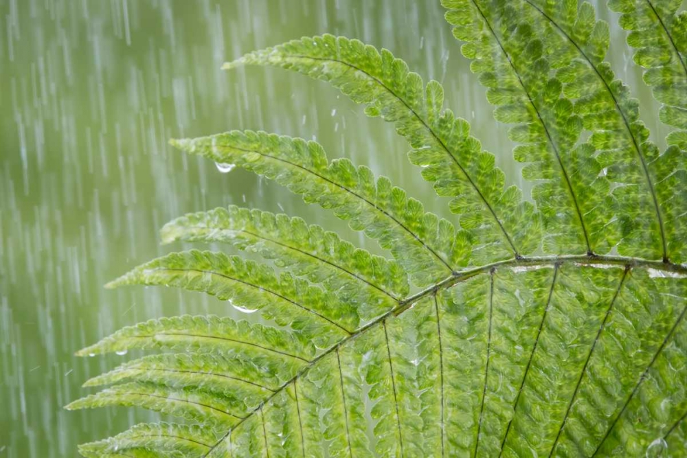 USA, Washington State, Seabeck Fern in rainfall art print by Don Paulson for $57.95 CAD