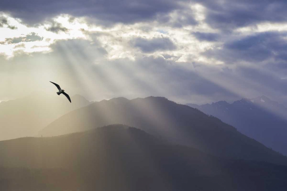WA, Seabeck Gull and God rays over the Olympics art print by Don Paulson for $57.95 CAD