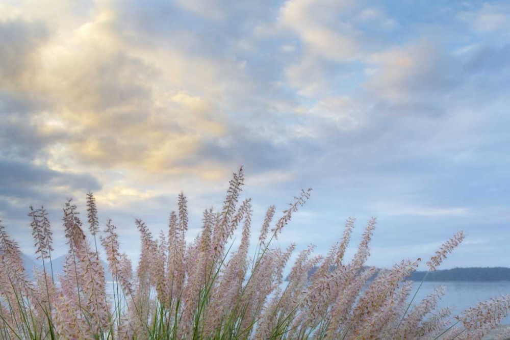 Washington, Seabeck Pennisetum ornamental grass art print by Don Paulson for $57.95 CAD