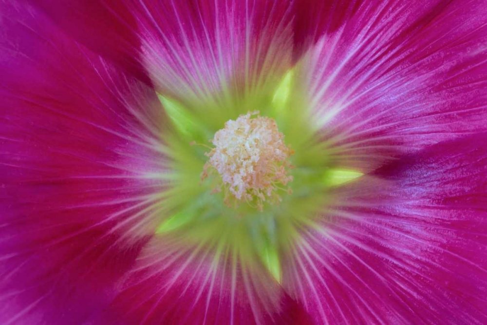Washington State, Seabeck Hollyhock blossom art print by Don Paulson for $57.95 CAD