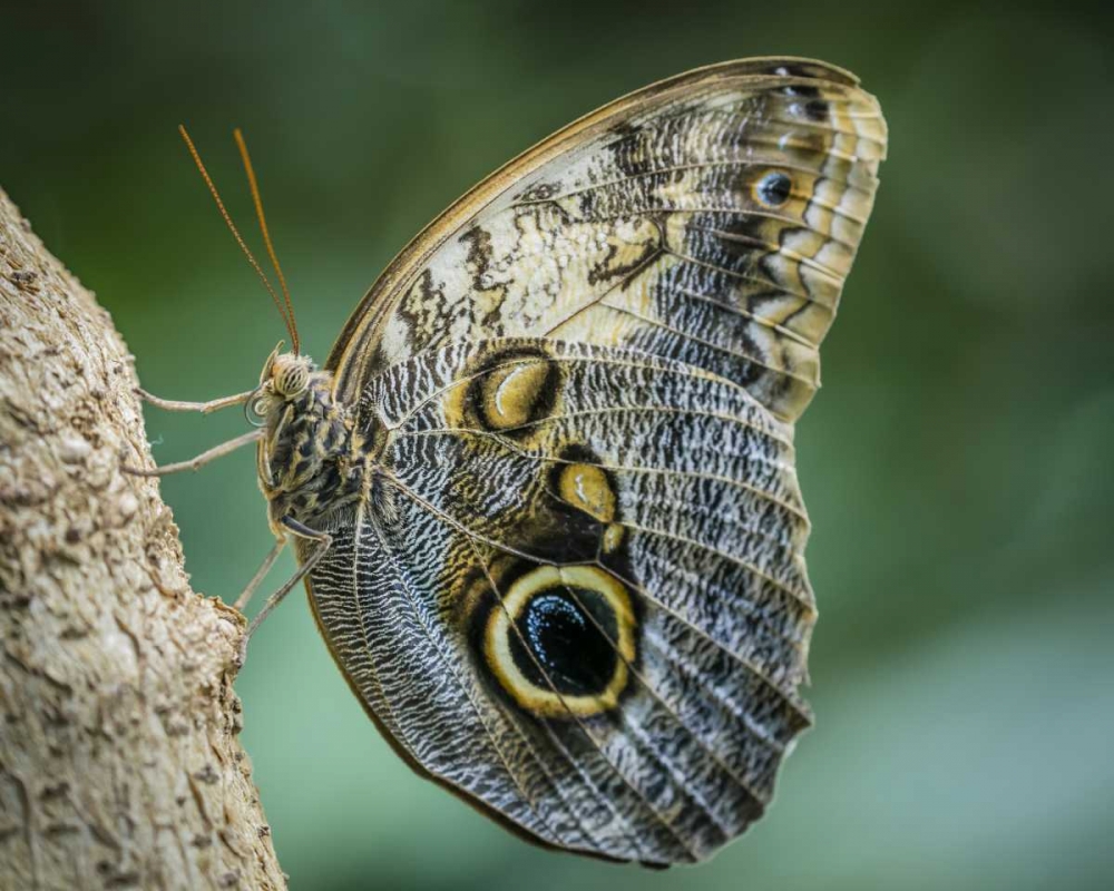 Washington State, Seattle Owl butterfly art print by Don Paulson for $57.95 CAD