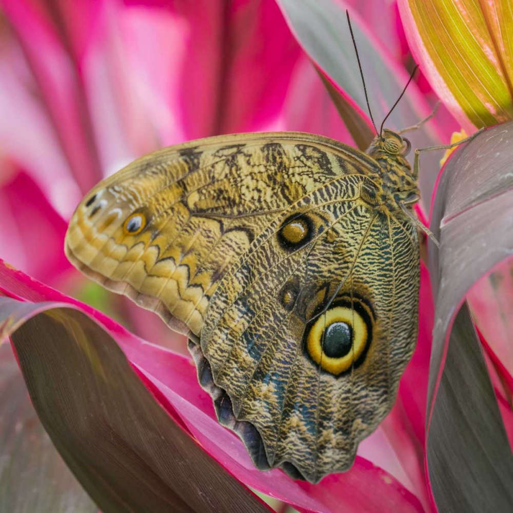 Washington State, Seattle Owl butterfly art print by Don Paulson for $57.95 CAD