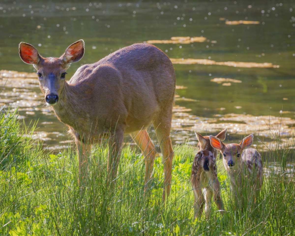 Washington, Seabeck Blacktail deer with fawns art print by Don Paulson for $57.95 CAD