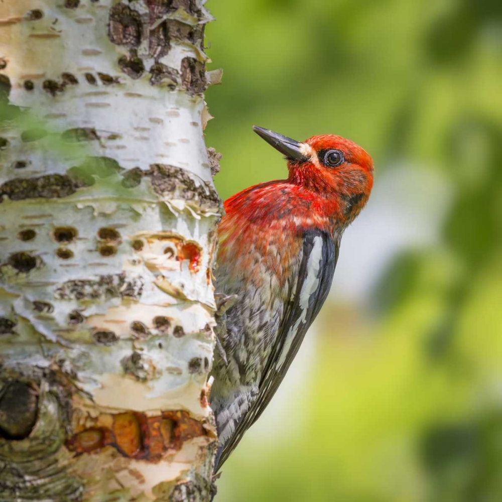 Washington, Seabeck Red-breasted sapsucker art print by Don Paulson for $57.95 CAD