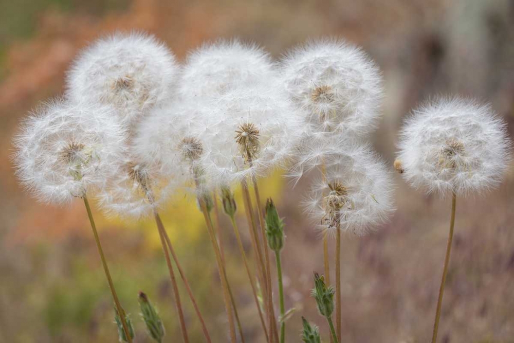 Washington, Wenatchee NF Salsify seed heads art print by Don Paulson for $57.95 CAD