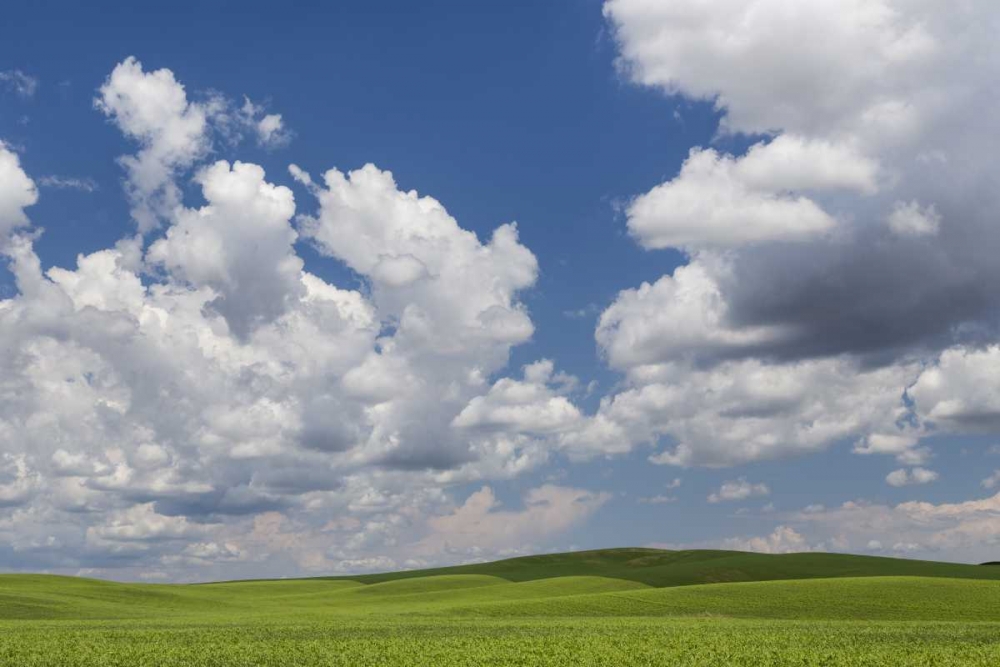 Washington, Palouse Hills Field of spring peas art print by Don Paulson for $57.95 CAD