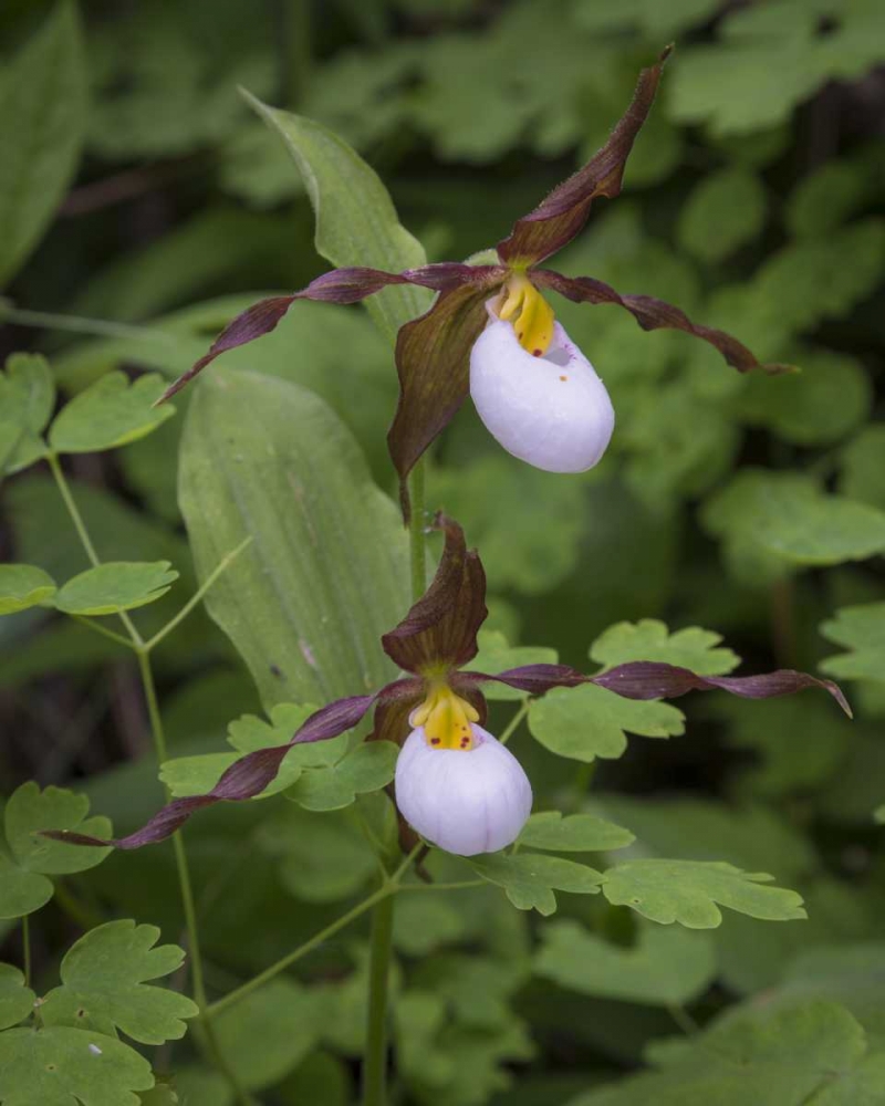 WA, Kamiak Butte Co Park Lady slipper orchids art print by Don Paulson for $57.95 CAD