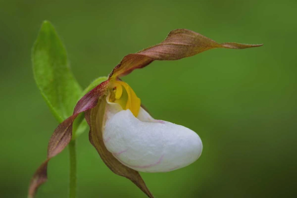 WA, Kamiak Butte County Park Lady slipper orchid art print by Don Paulson for $57.95 CAD