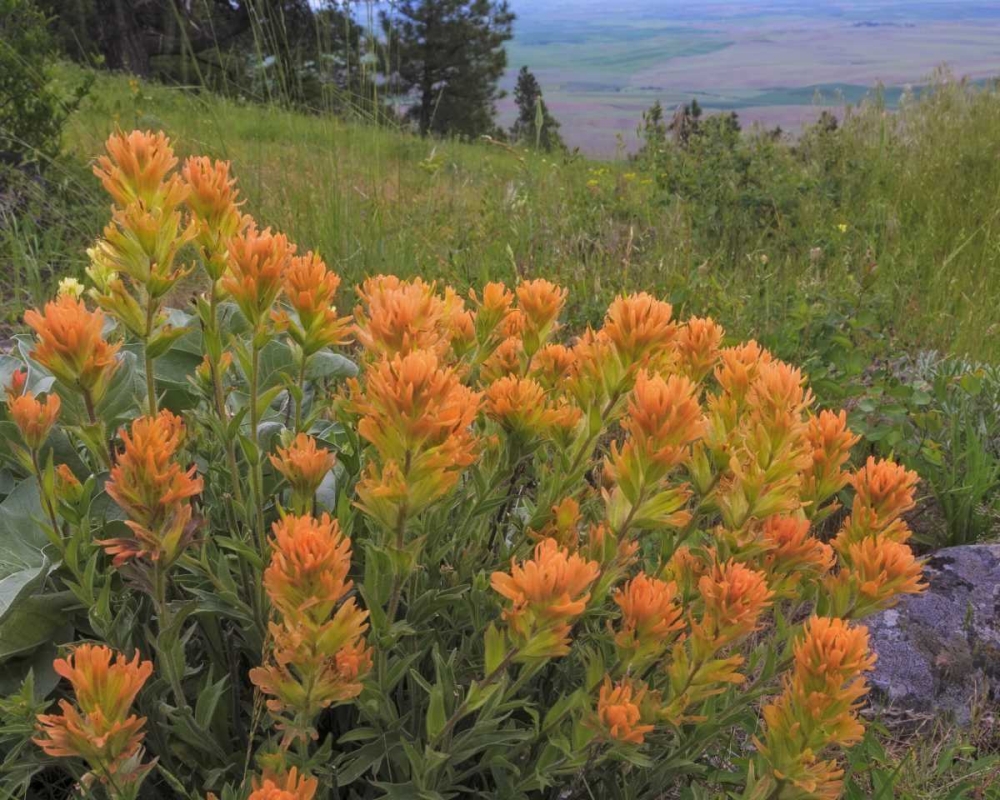 WA, Kamiak Butte Co Park Indian paintbrush art print by Don Paulson for $57.95 CAD