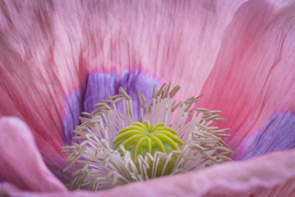 Washington State, Seabeck Inside of poppy flower art print by Don Paulson for $57.95 CAD