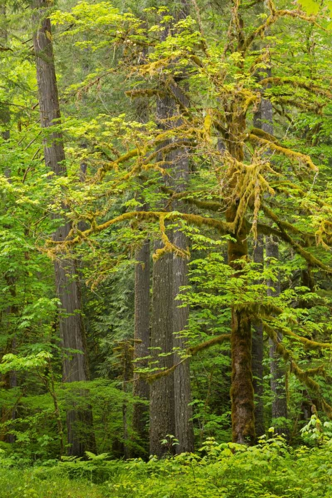 WA, Gifford Pinchot NF Big leaf maple trees art print by Don Paulson for $57.95 CAD