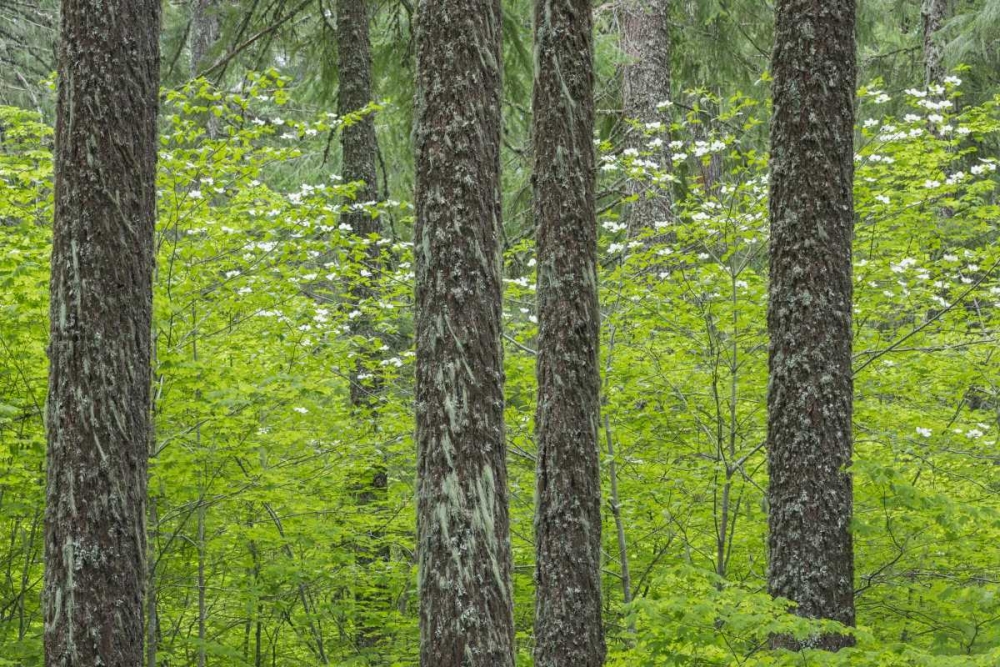 WA, Gifford Pinchot NF Tree trunks in a forest art print by Don Paulson for $57.95 CAD