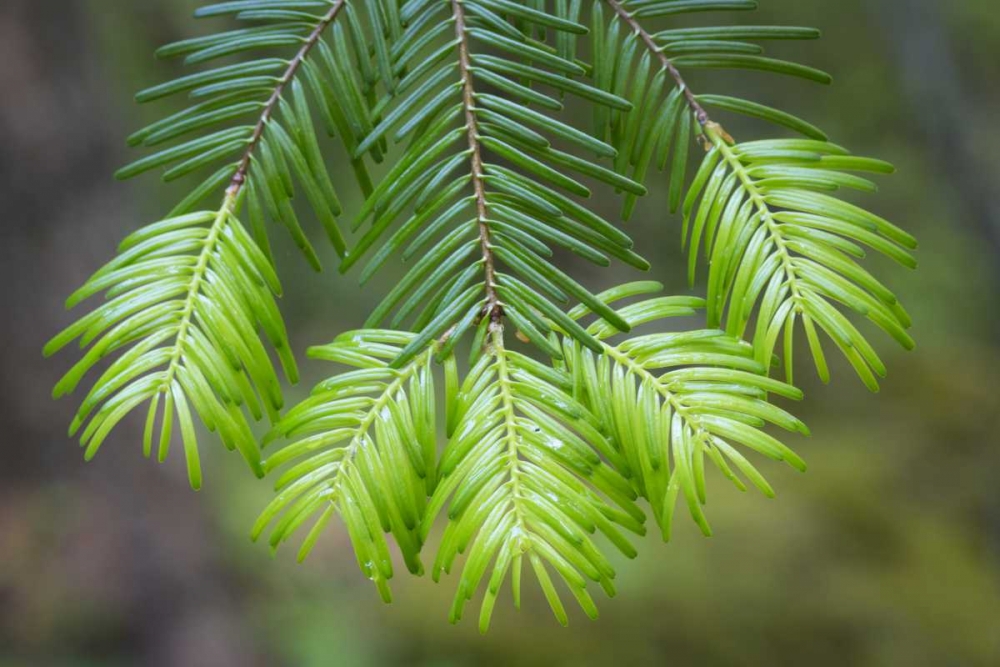 Washington, Gifford Pinchot NF Fir tree bough art print by Don Paulson for $57.95 CAD
