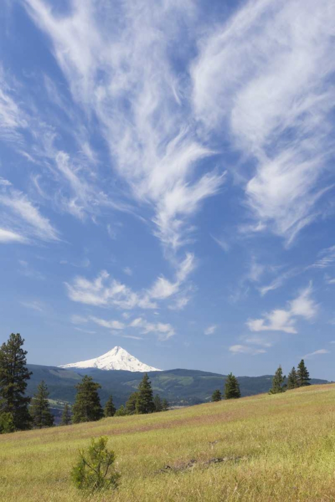 WA, Columbia River Gorge Summer meadow landscape art print by Don Paulson for $57.95 CAD