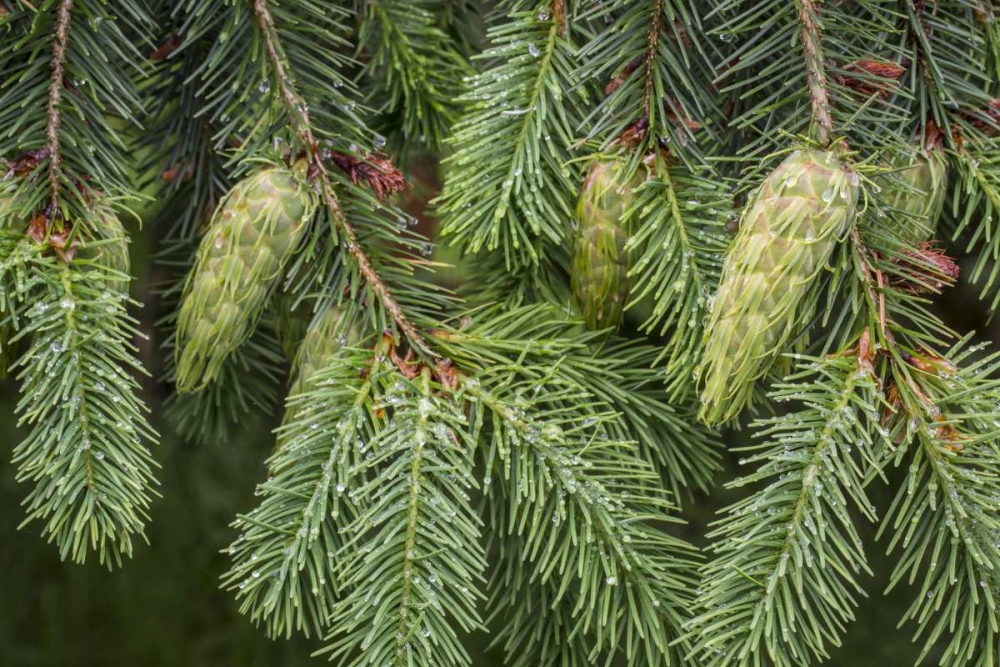 Washington State, Seabeck Douglas fir cones art print by Don Paulson for $57.95 CAD