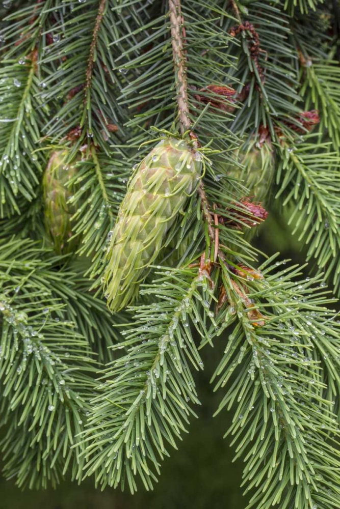 Washington State, Seabeck Douglas fir cones art print by Don Paulson for $57.95 CAD