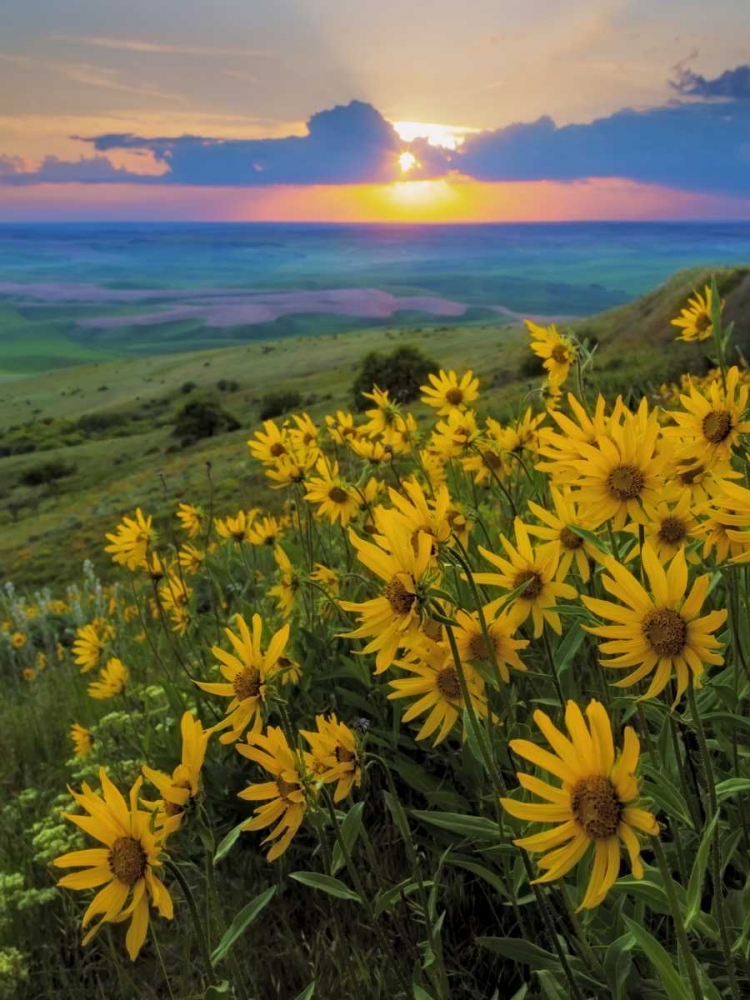 WA, Palouse Hills Douglas sunflowers art print by Don Paulson for $57.95 CAD
