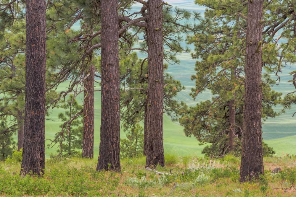 Washington, Palouse Hills Pine forest scenic art print by Don Paulson for $57.95 CAD