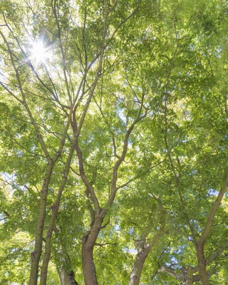 WA, Seattle Sun shining through maple trees art print by Don Paulson for $57.95 CAD