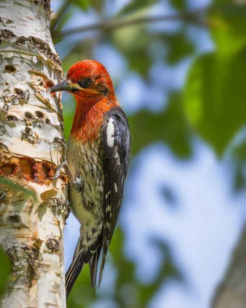 Washington, Seabeck Red-breasted sapsucker art print by Don Paulson for $57.95 CAD