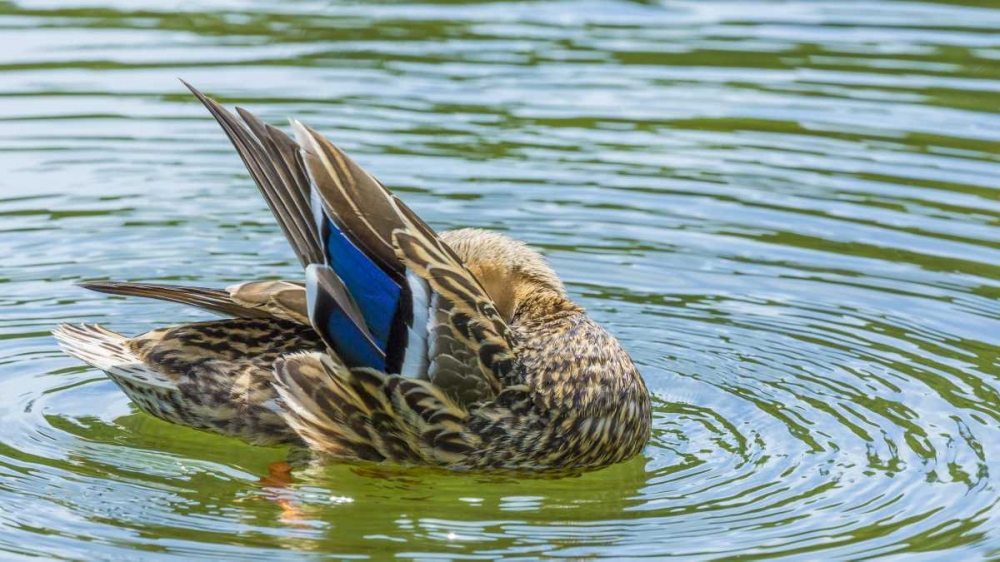 Washington, Seabeck Mallard duck preening art print by Don Paulson for $57.95 CAD