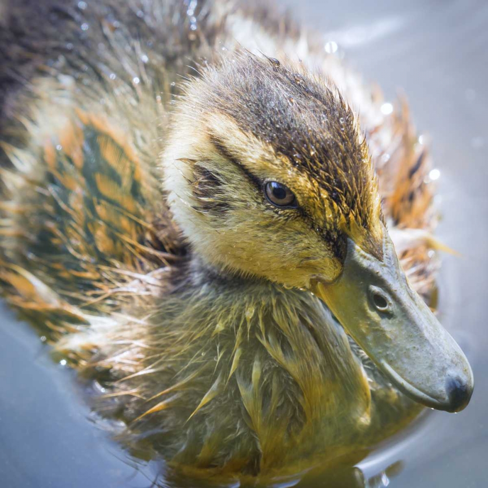 Washington State, Seabeck Mallard duck chick art print by Don Paulson for $57.95 CAD