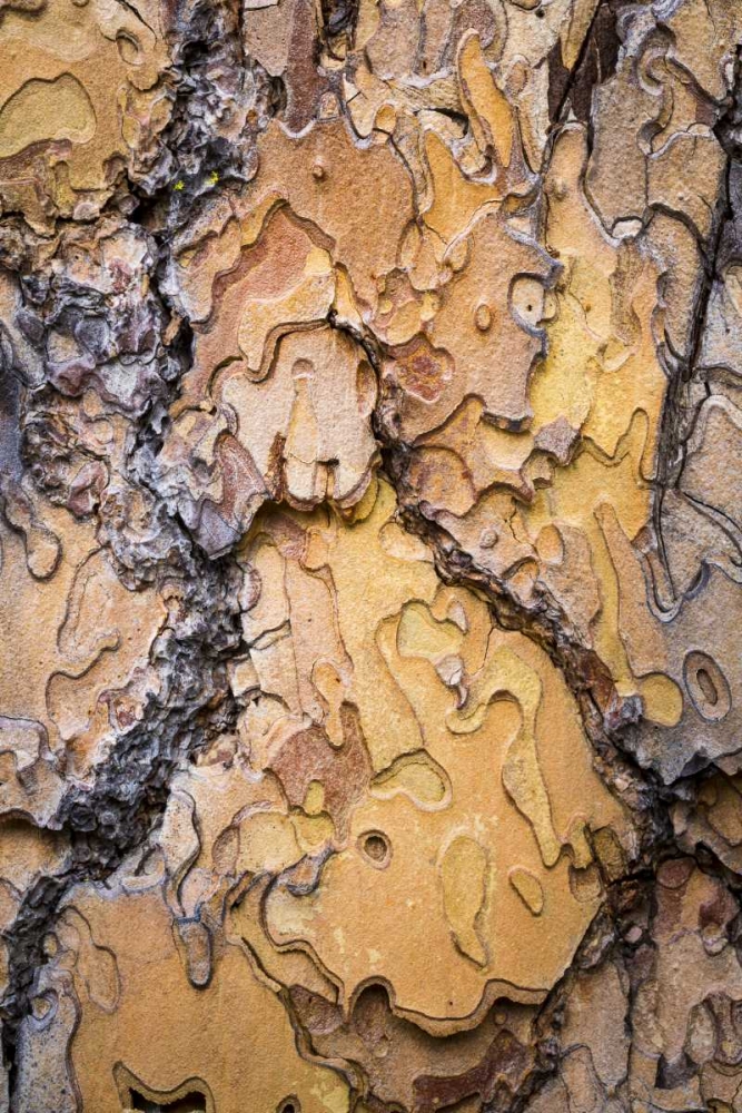 Washington, Wenatchee NF Ponderosa pine bark art print by Don Paulson for $57.95 CAD