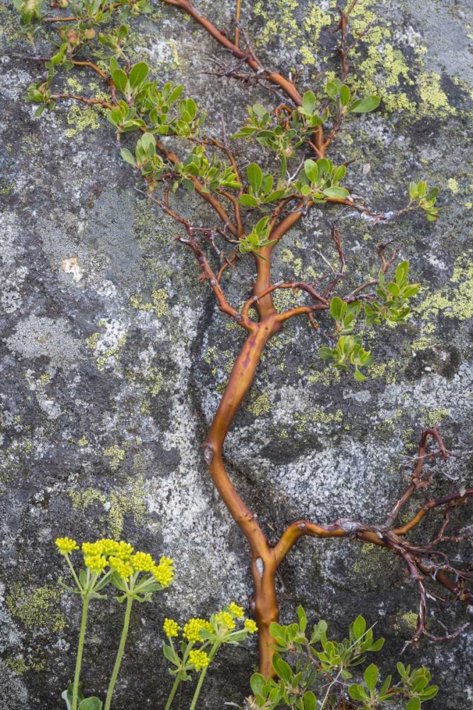 WA, Wenatchee NF Manzanita growing on boulder art print by Don Paulson for $57.95 CAD
