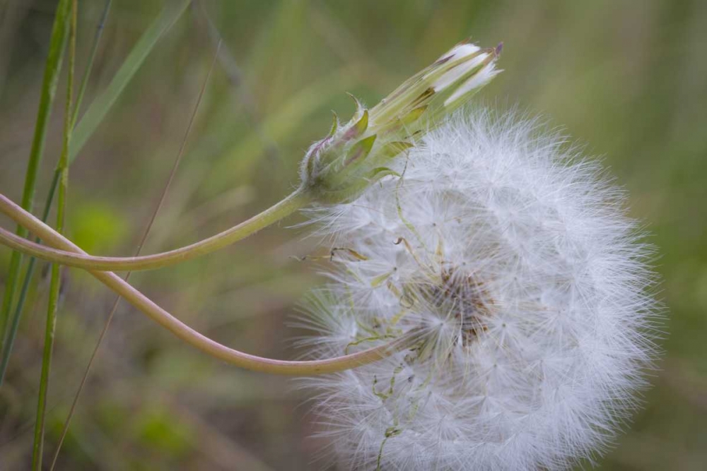 Washington State, Wenatchee NF Salsify seed head art print by Don Paulson for $57.95 CAD