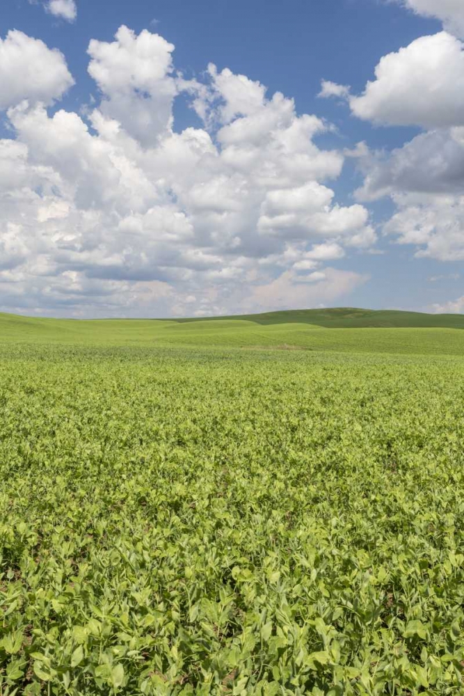 Washington, Palouse Hills Field of spring peas art print by Don Paulson for $57.95 CAD