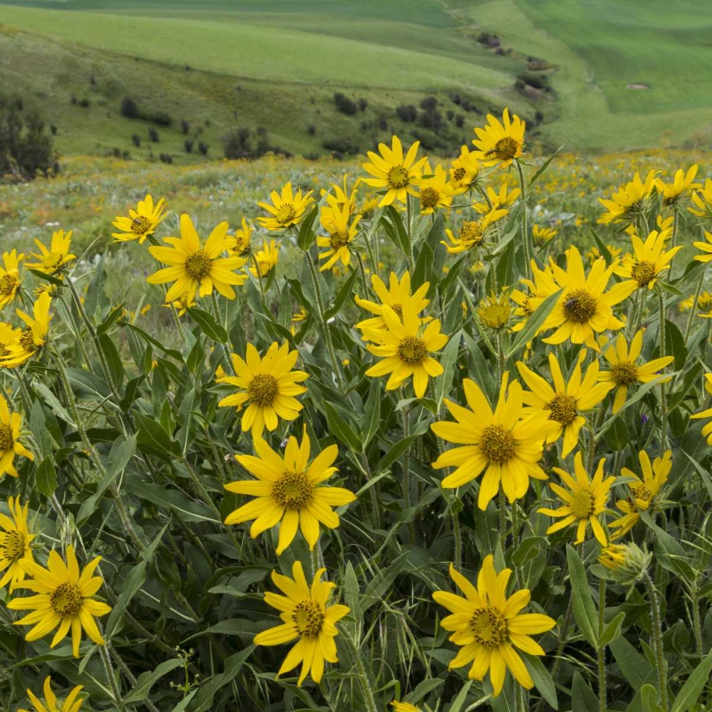 WA, Kamiak Butte Co Park Douglass sunflowers art print by Don Paulson for $57.95 CAD