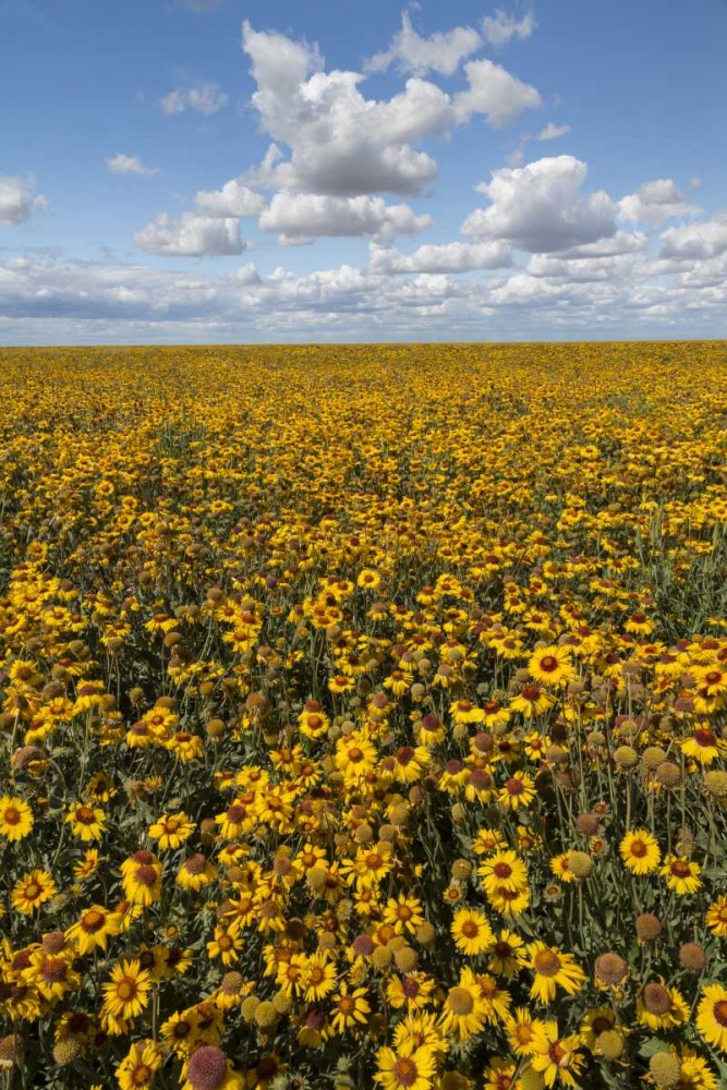 Washington State, Connell Coneflower field art print by Don Paulson for $57.95 CAD